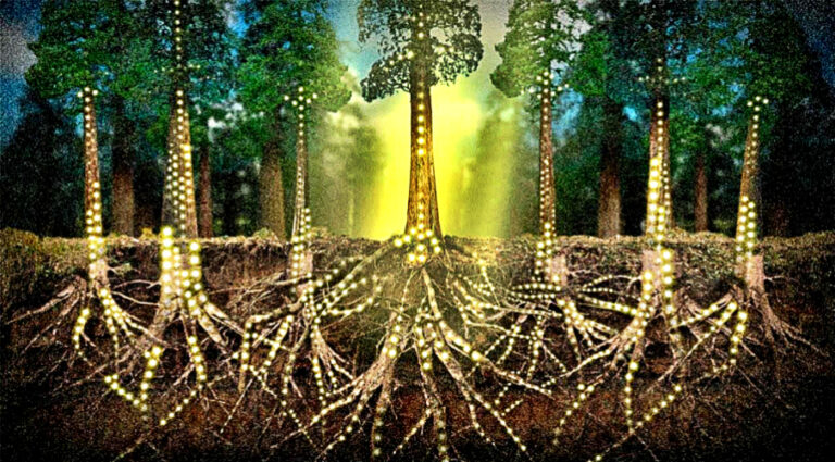 What the Natural World Can Teach Business About Digital Transformation and Longevity 